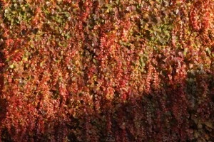Autumnal Colours