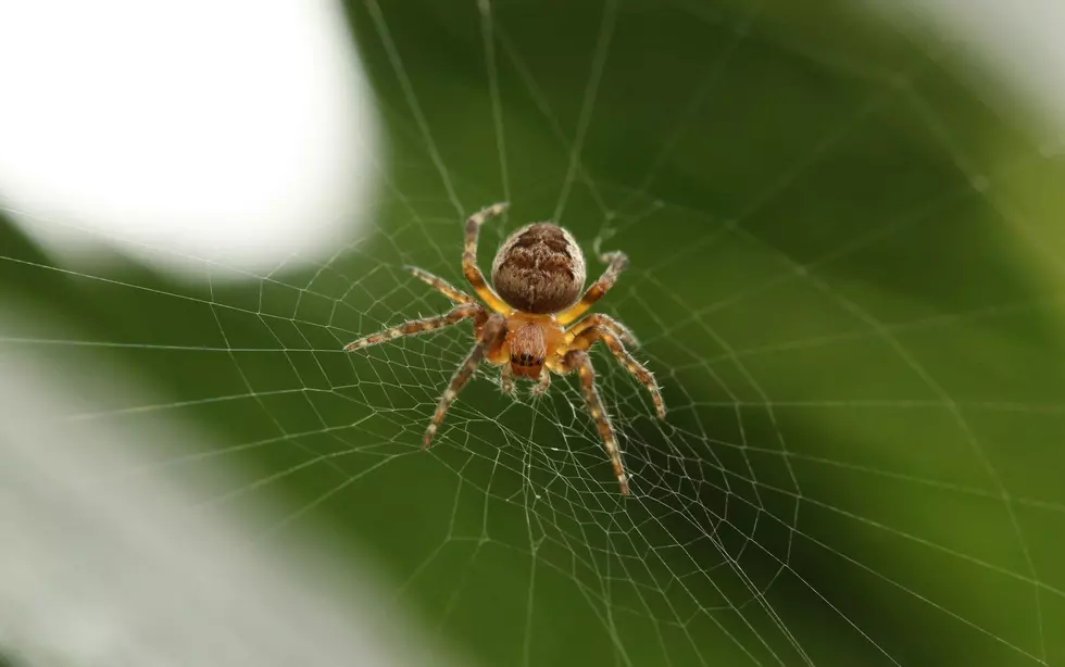 These Are the Spiders Texans Should Stay Away From
