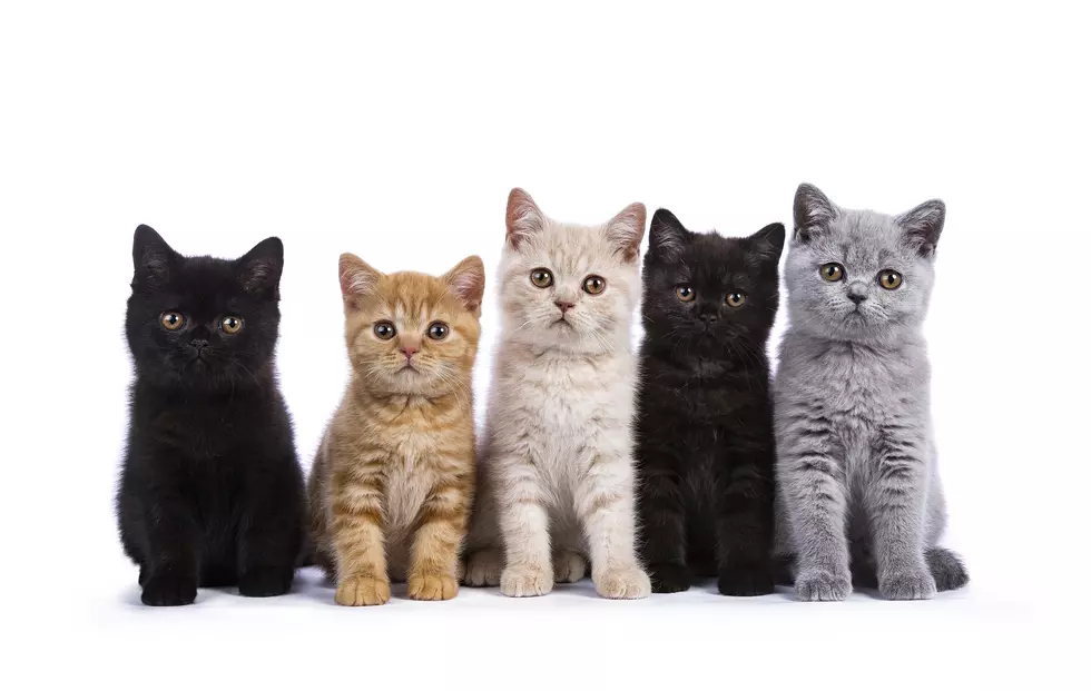 What is a ‘Catio,’ and Why Do I Need One?