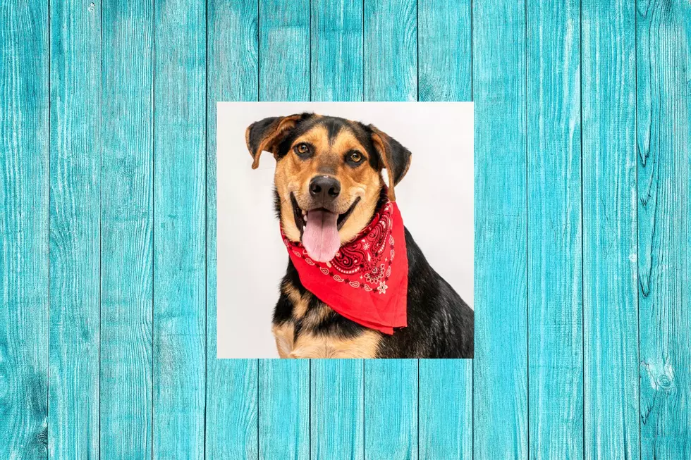 3 Years In A Shelter Is Too Long – Skip Needs To Be Adopted
