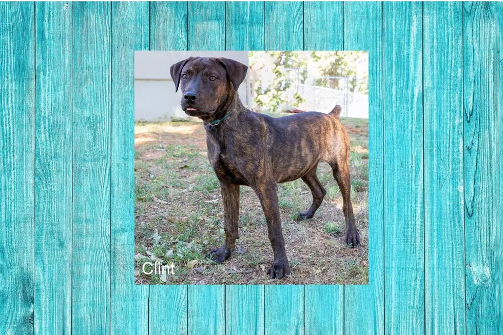 Clint Is A Handsome 2-Year-Old That Is Loveable And Very Playful