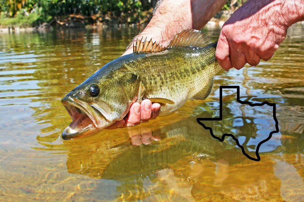 Texas, It’s Now The Greatest Year For Bass Fishing In Decades
