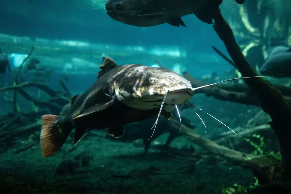 Texas Freshwater Fisheries Center in Athens Reopens After Repairs