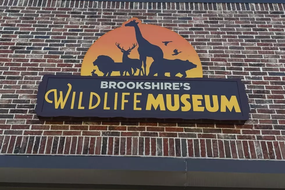 New Brookshire’s Wildlife Museum Opens This Week