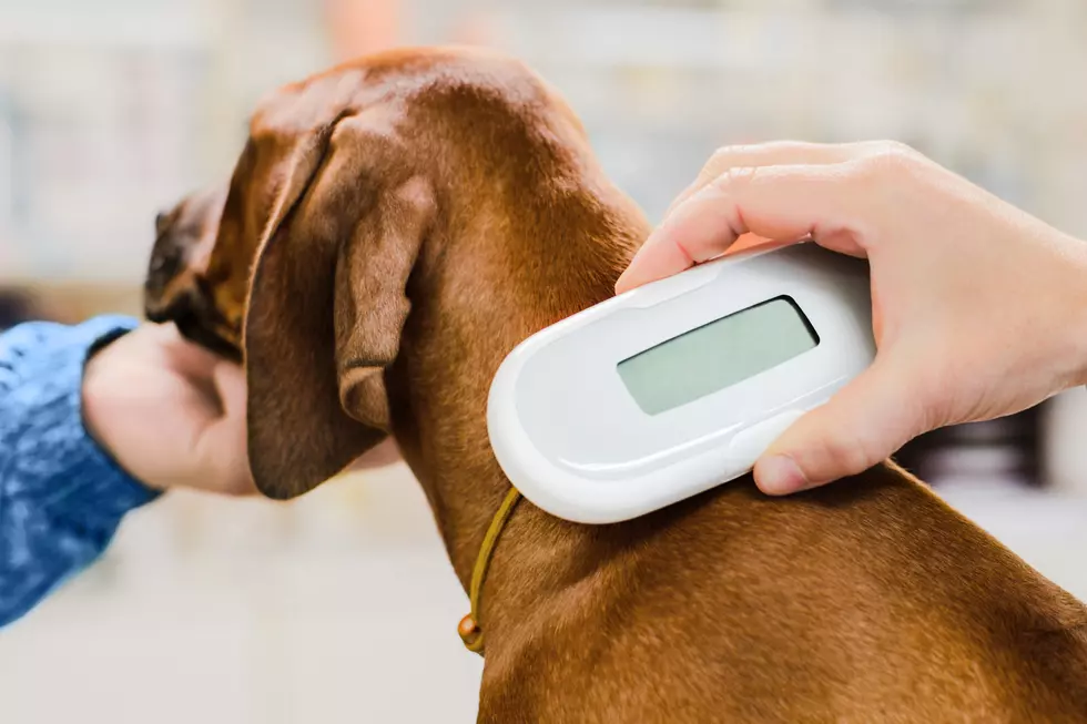 Get Your Pet Microchipped for Free in Longview This Month