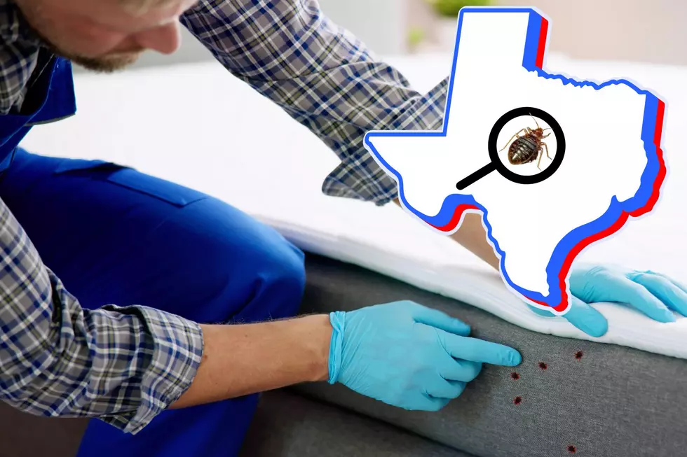 These Texas Cities Named the Most Bed Bug Infested Cities in the U.S.