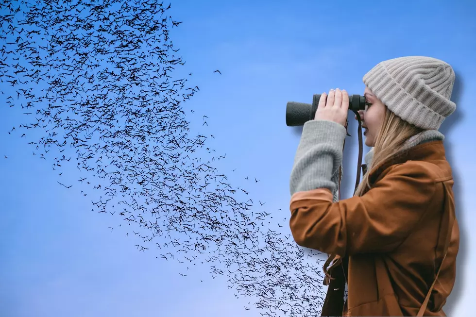Bat Season in Texas Is Back and Bigger Than Ever