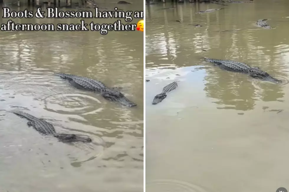 This Famous Texas Gator Found Unexpected Love After Move