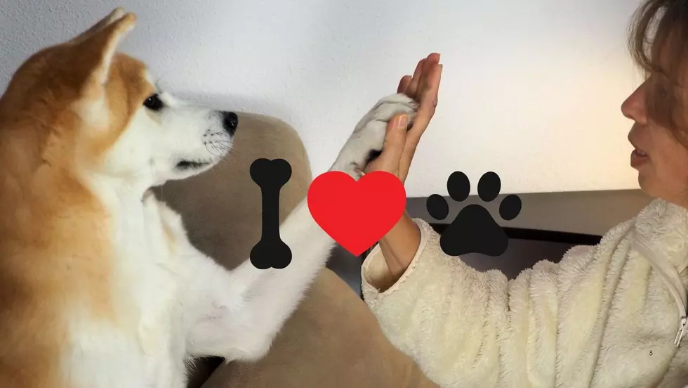Proof That Dogs Really Do Make Life So Much Better